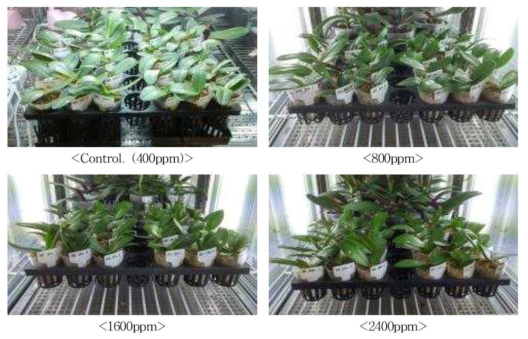 CO2처리 농도별 식물생장상에 배치된 팔레놉시스