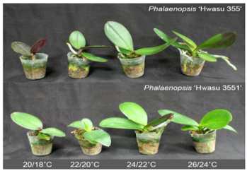 온도에 따른 팔레놉시스 유묘의 영양 생장