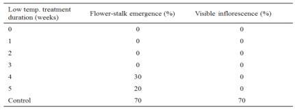 8개월 묘에서의 저온처리 기간별 화아 및 꽃대 발생