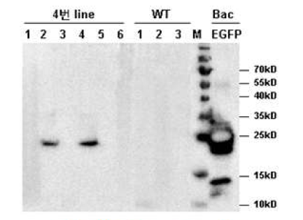EGFP 단백질 발현 분석