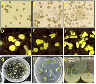 소포자배양을 통한 배발생과정 및 식물체 재분화 과정