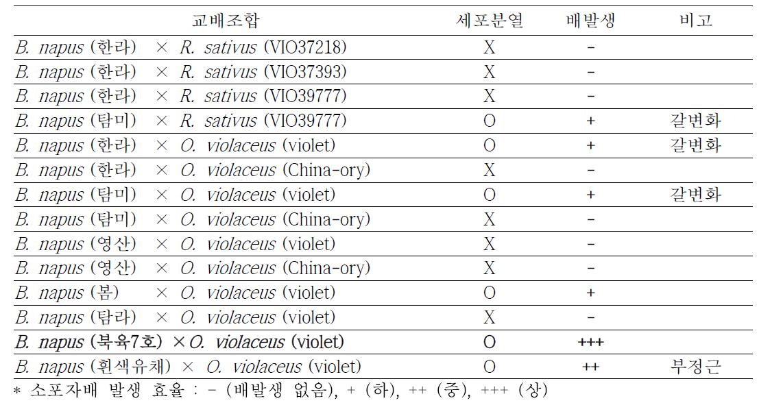 유채(B. napus)와 무(R. staivue), 소래풀 (O. violaceus)와의 속간 교잡 1대 잡종의 소포자배양 시 세포분열 여부 및 배 발생 양상