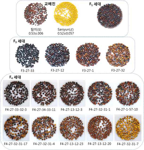 유채 종간교잡(탐미 x Sarsyun)시 교배친과 F₁ 종자 및 F₃ 와 F₄ 세대의 대립종자 선발계통
