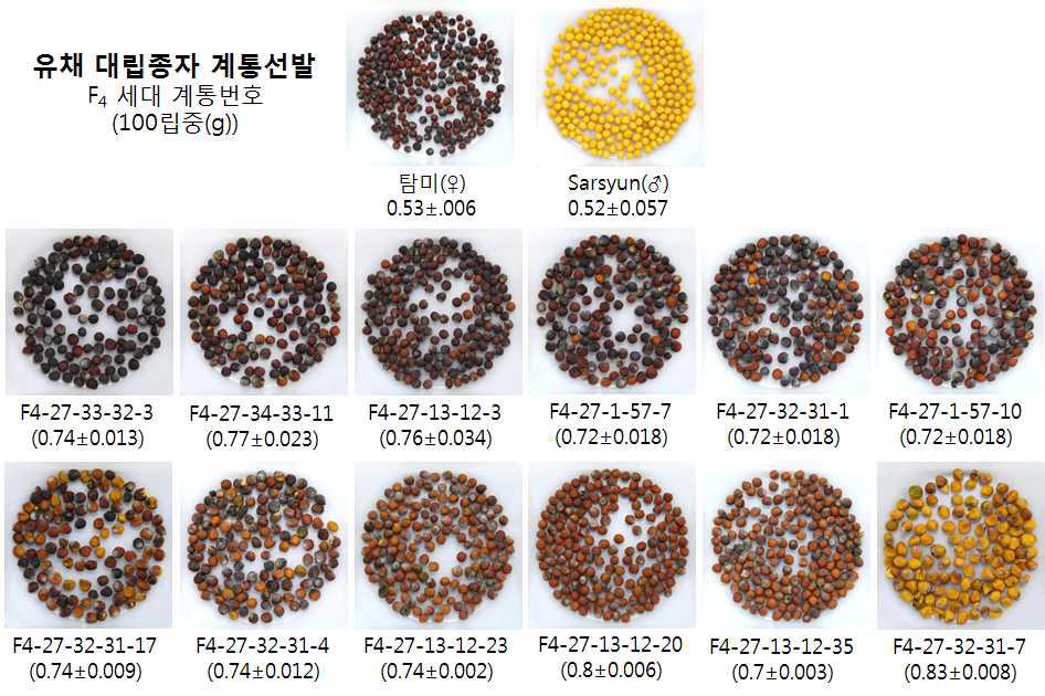 탐미 × Sarsyun 교배집단에서 100립중 0.7g 이상인 계통 선발