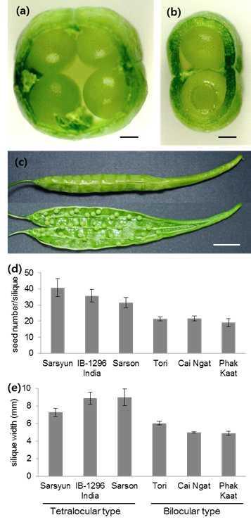 Morphological characteristics and silique related traits in tetralocular Brassica rapa