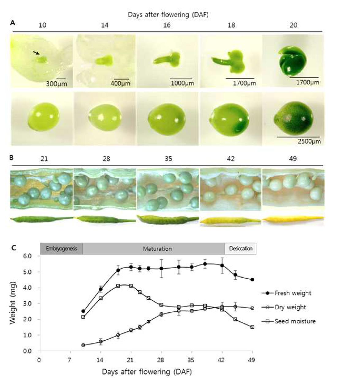 Morphological characterization of early embryo and developing seeds in tetralocular Brassica rapa ‘Sarsyun’.