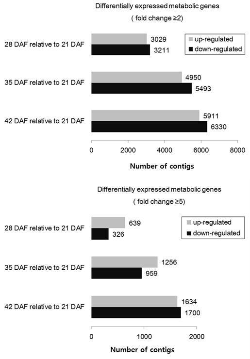 The number of differentially expressed genes in developing seeds 28, 35, and 42 DAF relative to 21 DAF