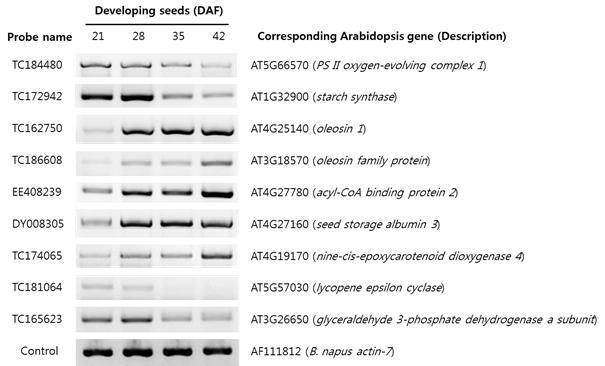 RT-PCR validation of gene expression in developing seeds at 21, 28, 35, and 42 DAF