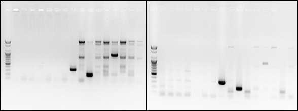 Annealing 온도 55℃와 60℃ 로 PCR 후 전기영동 결과