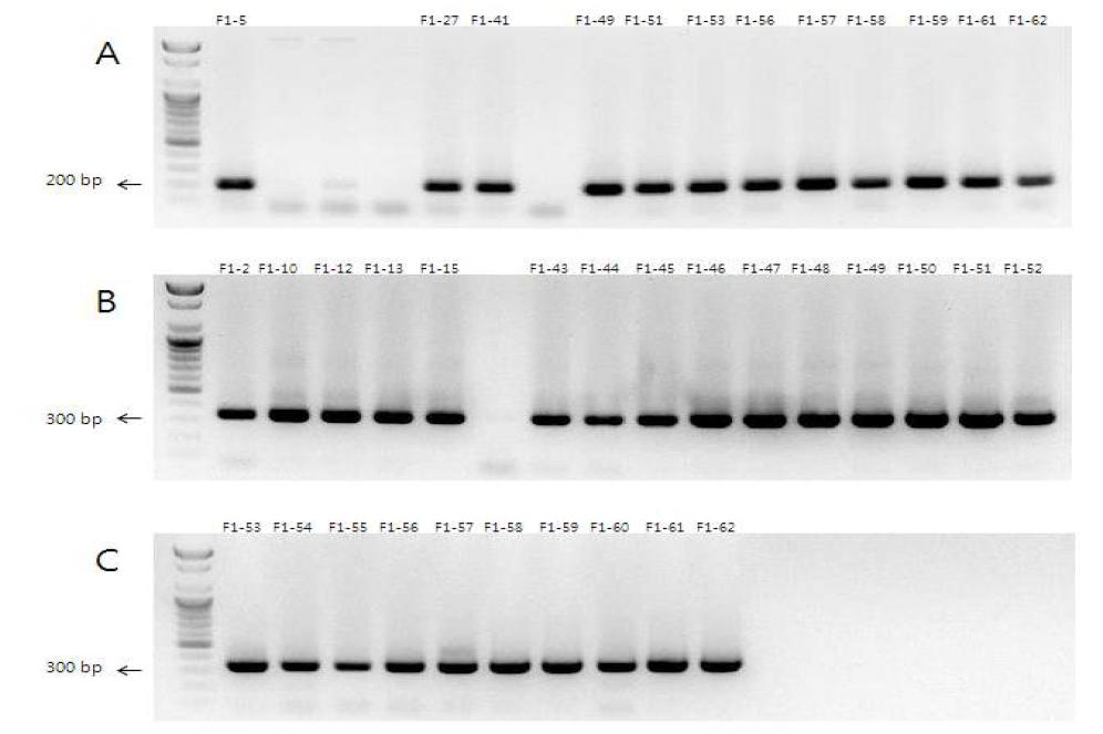 Primer TCA1 annealing 60℃ PCR (A), TTA5 annealing 60℃ PCR (B), (C) 비교