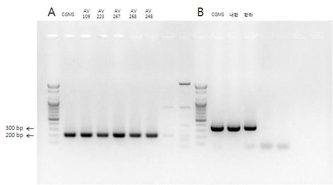 Primer TCA1 (A)와 TTA5 (B) 을 이용하여 PCR 후 전기영동 결과