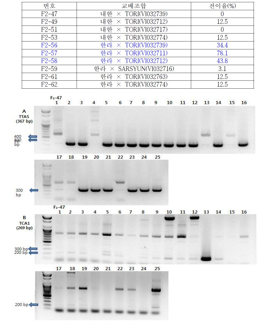 F₂-47 조합 내한 × TORI(VI032739)의 TTA5와 TCA1 SCAR 마커 PCR 비교