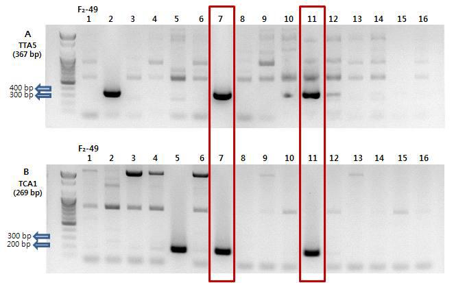F₂-49 조합 내한 × TORI(VI032712)의 TTA5와 TCA1 SCAR 마커 PCR 비교