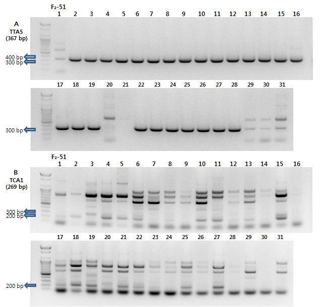 F₂-51 조합 내한 × TORI(VI032717)의 TTA5와 TCA1 SCAR 마커 PCR 비교