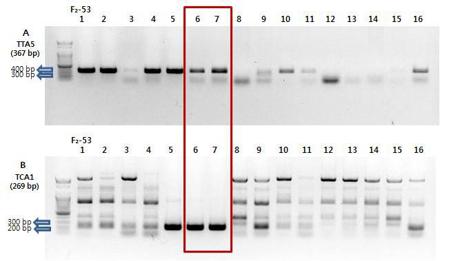 F₂-53 조합 내한 × TORI(VI032774)의 TTA5와 TCA1 SCAR 마커 PCR 비교