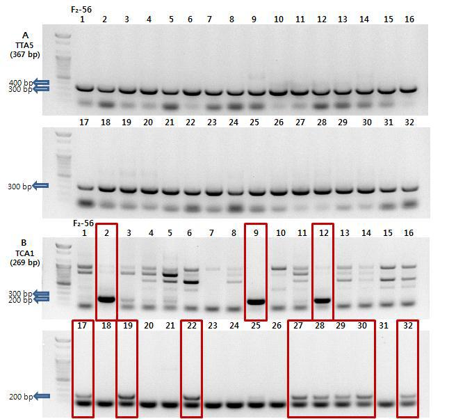 F₂-56 조합 한라 × TORI(VI032739)의 TTA5와 TCA1 SCAR 마커 PCR 비교