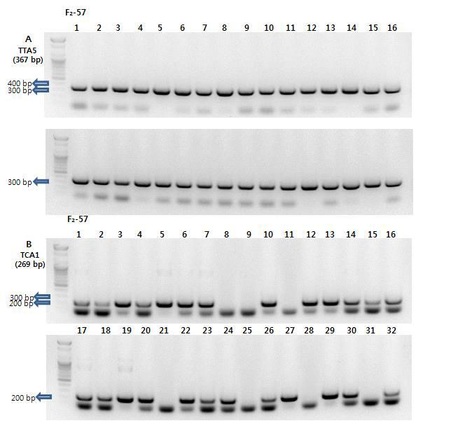 F₂-57 조합 한라 × TORI(VI032711)의 TTA5와 TCA1 SCAR 마커 PCR 비교