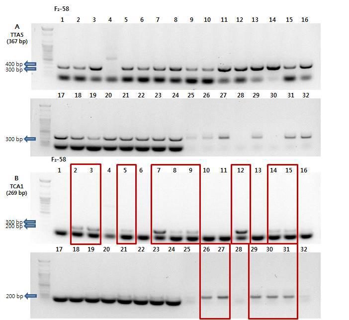 F₂-58 조합 한라 × TORI(VI032712)의 TTA5와 TCA1 SCAR 마커 PCR 비교