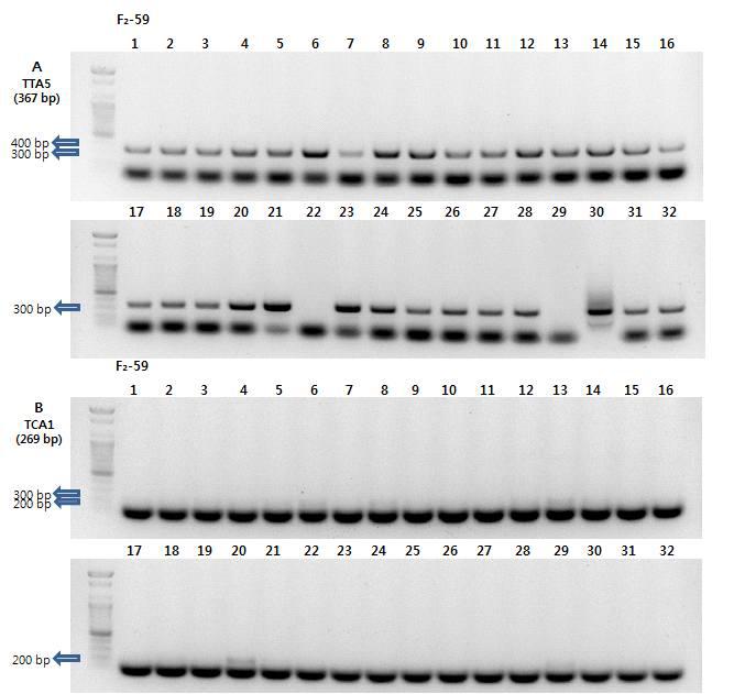 F₂-59 조합 한라 × SARSYUN(VI032716)의 TTA5와 TCA1 SCAR 마커 PCR 비교