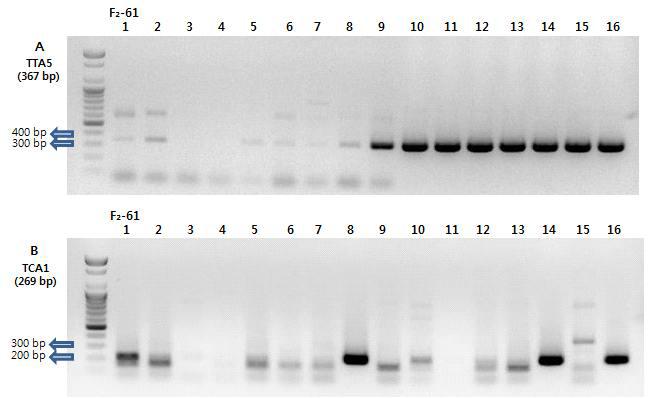 F₂-61 조합 한라 × TORI(VI032763)의 TTA5와 TCA1 SCAR 마커 PCR 비교