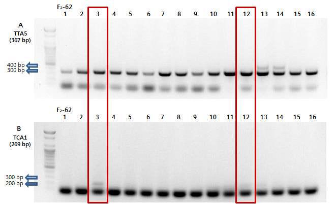 F₂-62 조합 한라 × TORI(VI032774)의 TTA5와 TCA1 SCAR 마커 PCR 비교