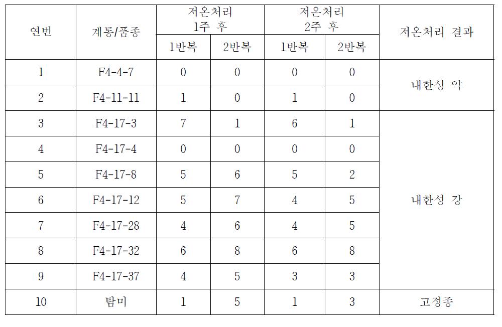 유채 저온처리 후 생존 개체수 조사1