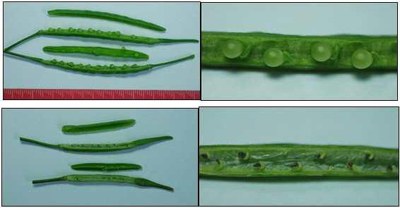유채의 종속간 교배를 통해 형성된 협과 협 내의 종자 발달 상황.