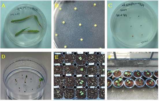 종속간 교배 후 유채협과 적출된 배의 배양사진