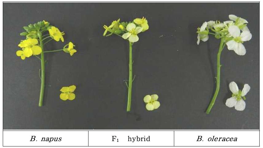 Brassica 속(유채 × 양배추) 종간 교배 F₁잡종의 화색변화