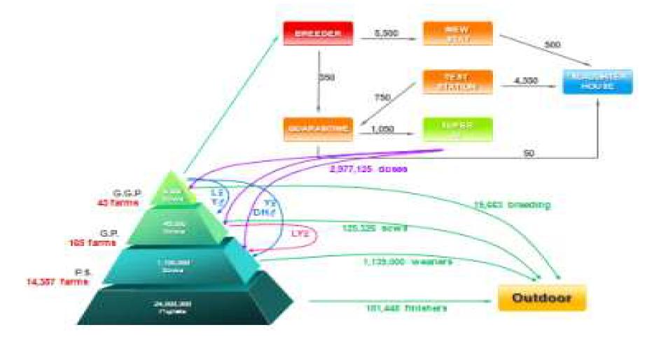 덴마크의 돼지개량 피라미드 세부 체계도