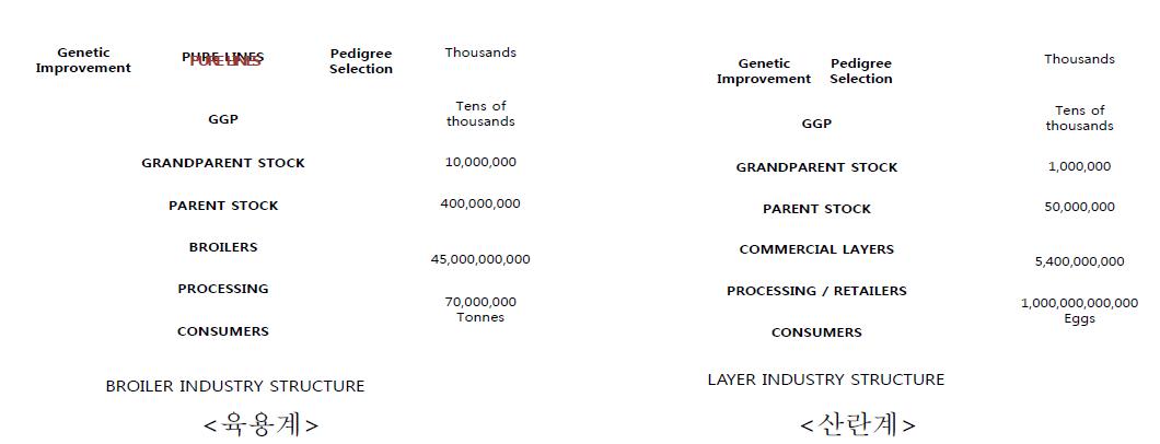 외국의 육용계 및 산란계 육종 피라미드 구조