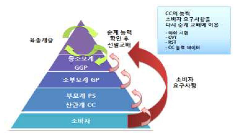 산란계 개량(생산) 피라미드 구조