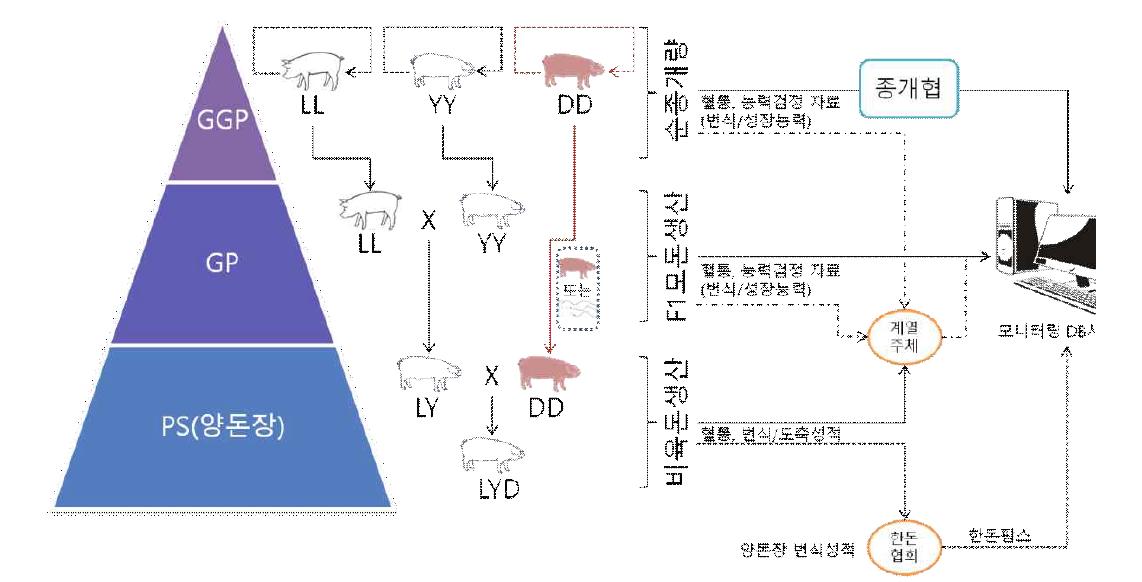 돼지 개량목표 설정을 위한 단계별 개량추세 모니터링 체계