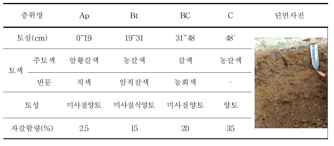 형태적 특성