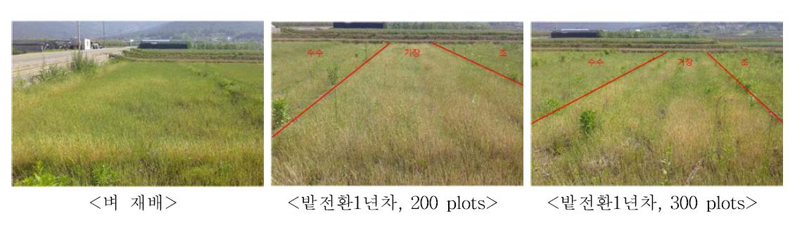 1년차 하작물 종류별 동계잡초 발생양상