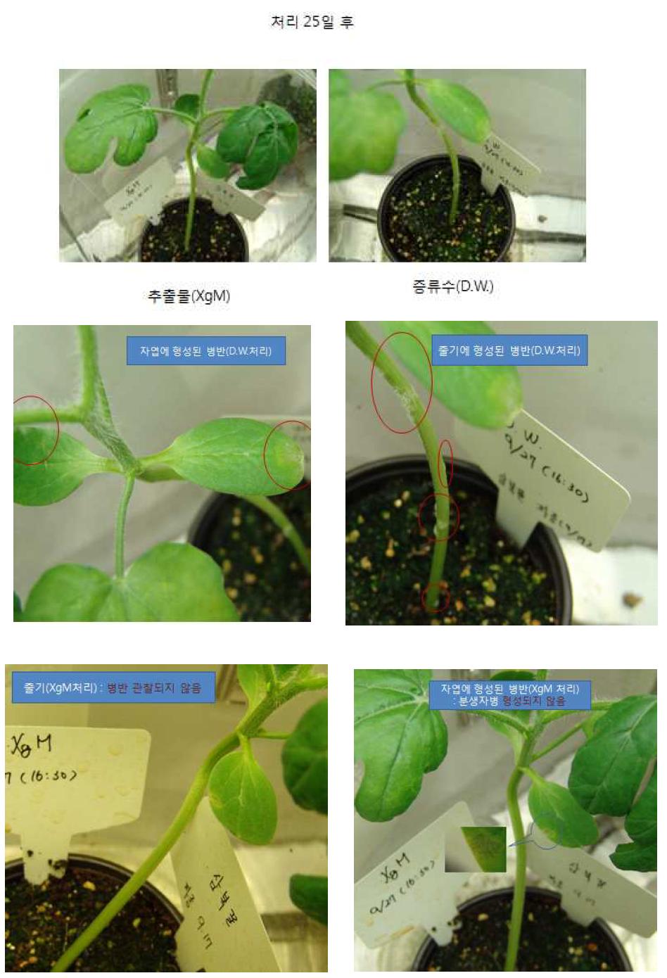 Xg 메탄올 추출물의 수박 흰가루병 방제 효과