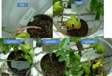 물 추출물(XgW)의 수박 흰가루병 방제 효과