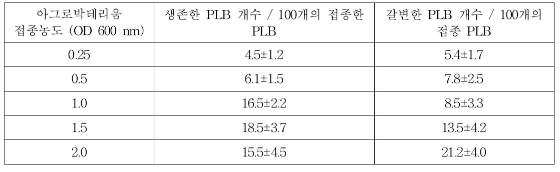 다양한 아그로박테리움 접종농도가 형질전환 효율에 미치는 영향