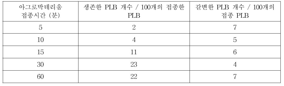 아그로박테리움 접종시간이 형질전환 효율에 미치는 영향