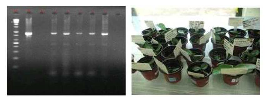 팔레놉시스 식물체 생산 (좌) 및 ORE7 유전자 삽입확인 (우)