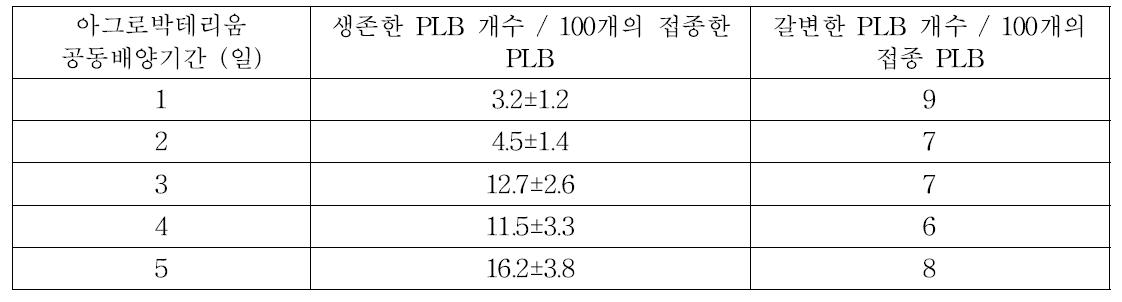 공동배양 기간이 아그로박테리움 형질전환 효율에 미치는 영향