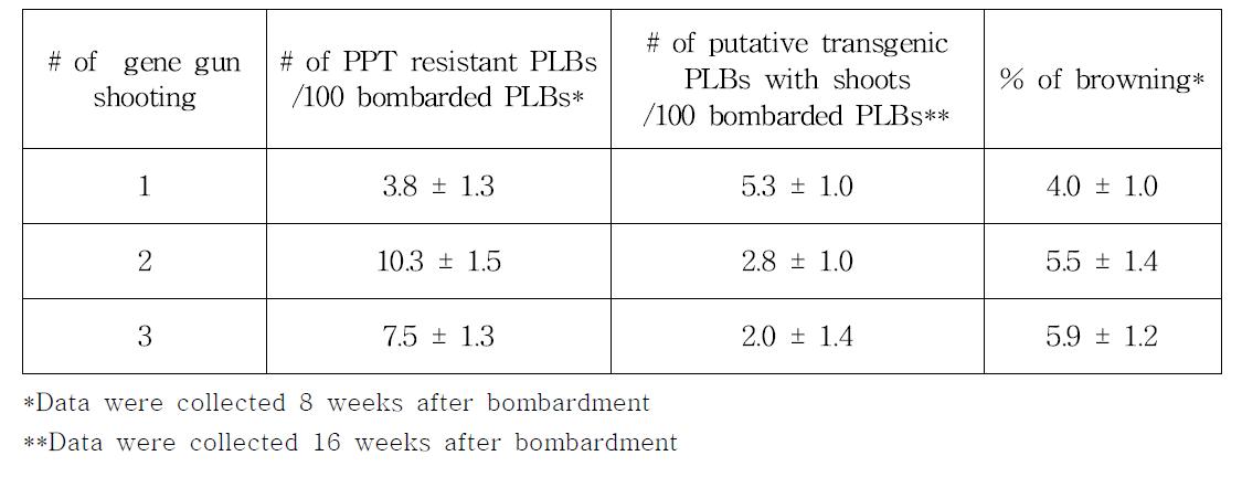 팔레놉시스 PLB에서 유전자총 발사횟수에 따른 효과 비교