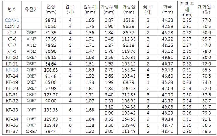 형질전환 팔레놉시스 개화 식물체의 생육조사