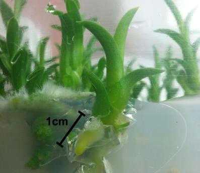 Young Cymbidium rootip for chromosome preparation.