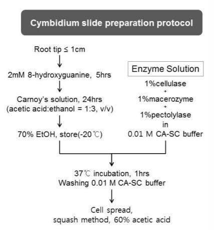 심비디움의 염색체 표본제작 최적화 방법.