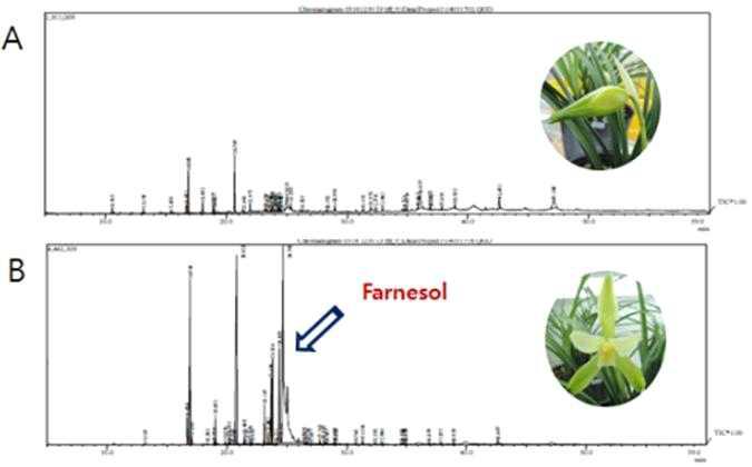 Comparision of GC/MS chromatograms of the volatile compounds in Cymbidiumgoeringii.