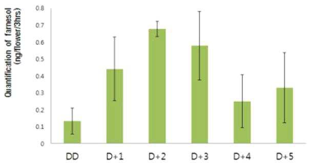 Quantification of farnesol emitted from flowering day (DD) to day 5 post-anthesis(D+5) of Cymbidium goeringii.