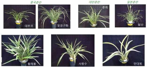 수집된 동양심비디움 유전자원