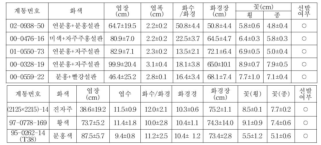 2013년 1차 특성검정 계통의 생육특성 및 선발