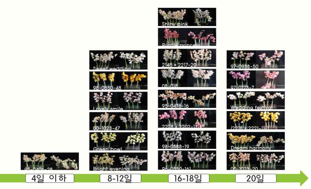 절화수명일에 따른 원예원 육성품종(계통) 분류